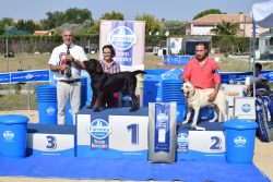 XVI Concurso Monográfico: Cachorro Macho
