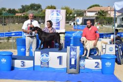 XVI Concurso Monográfico: Muy Cachorro Hembra